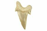 Large, Fossil Shark Tooth (Otodus) - Morocco #259920-1